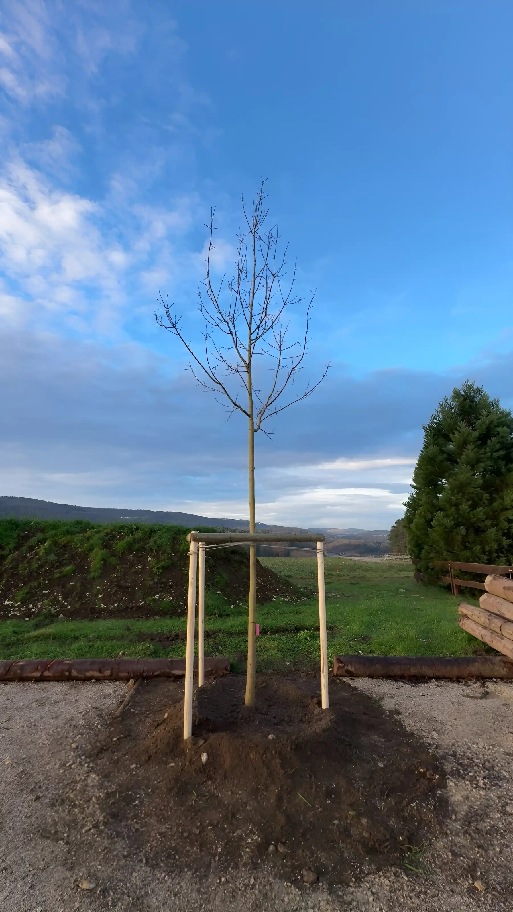 Jeune arbre planté et tuteuré, vue sur la campagne