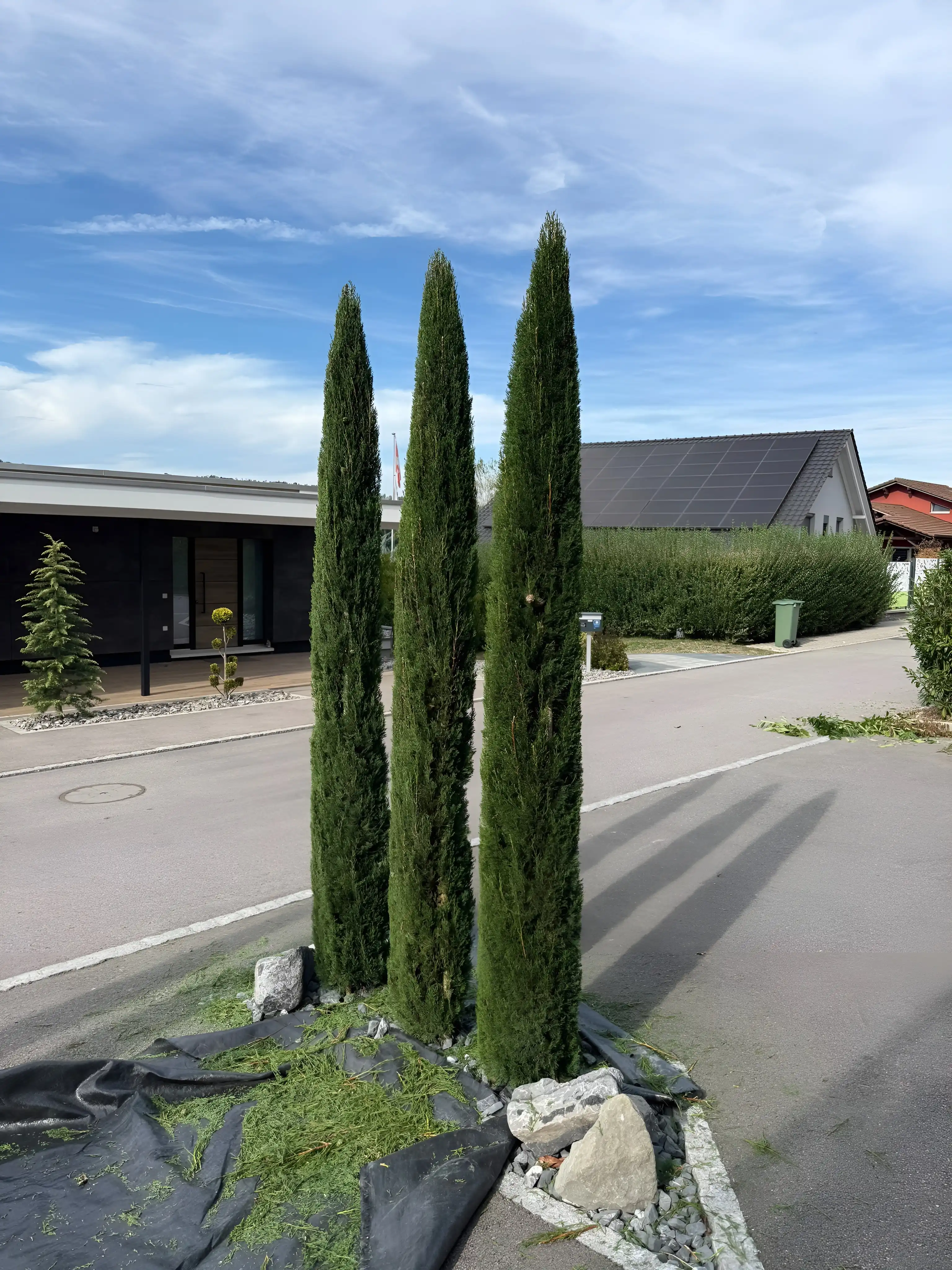 Trois faux cyprès en colonnes étroites, au pied de pierres posées sur un massif