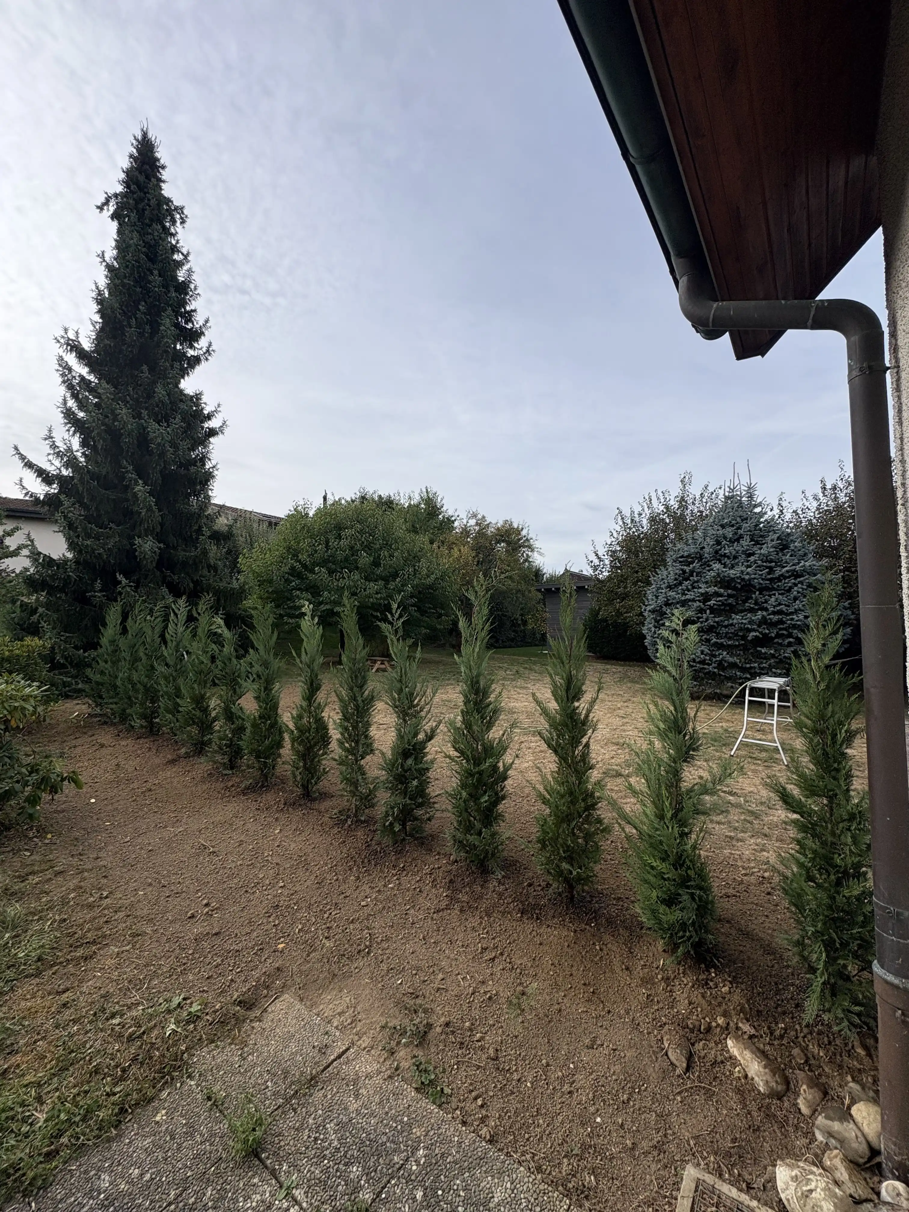 Rangée de jeunes conifères plantés le long d'un talus, sapin et maison au fond