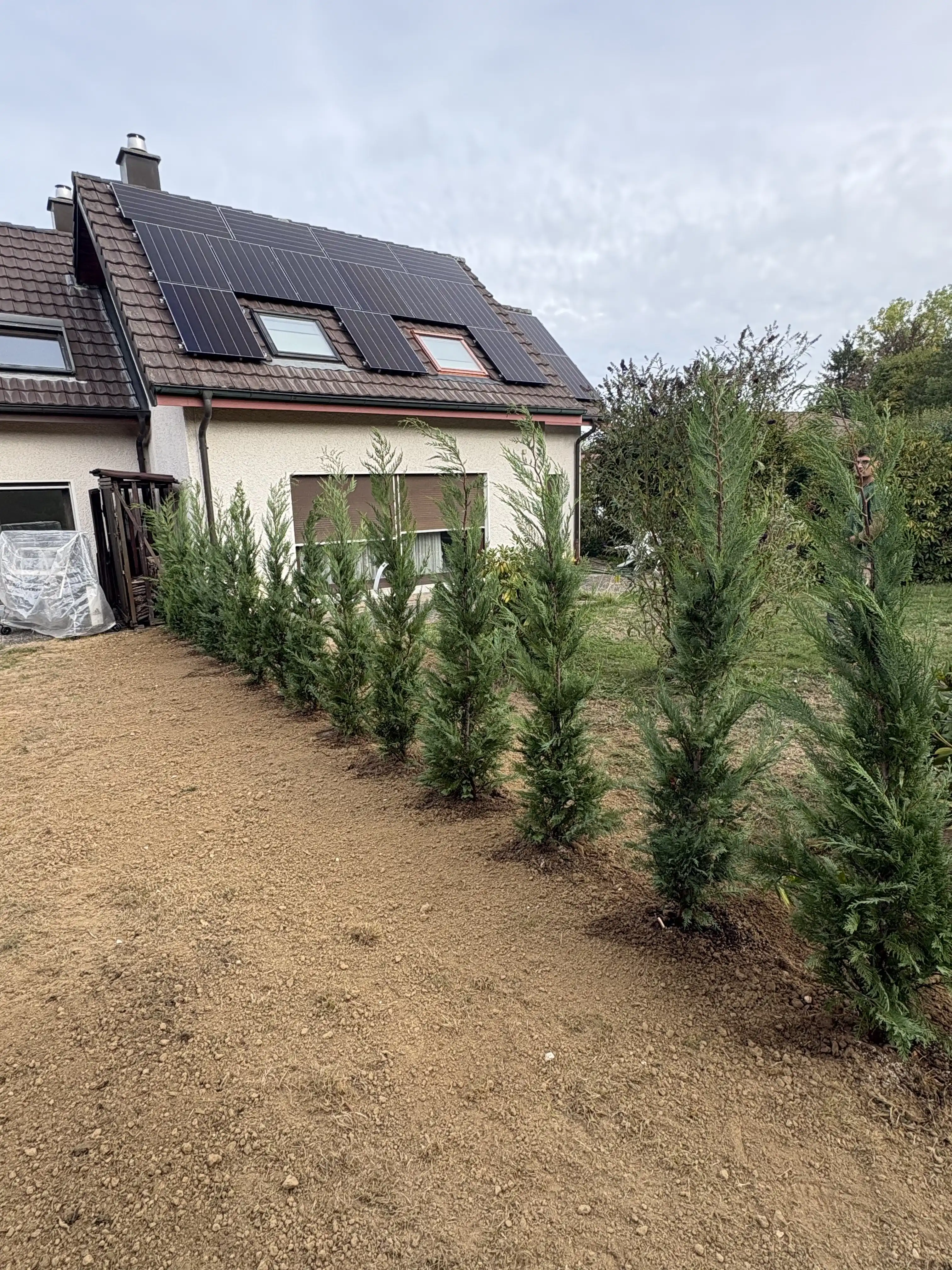Jeune haie de conifères plantée en ligne au pied d'un talus, maison en arrière-plan