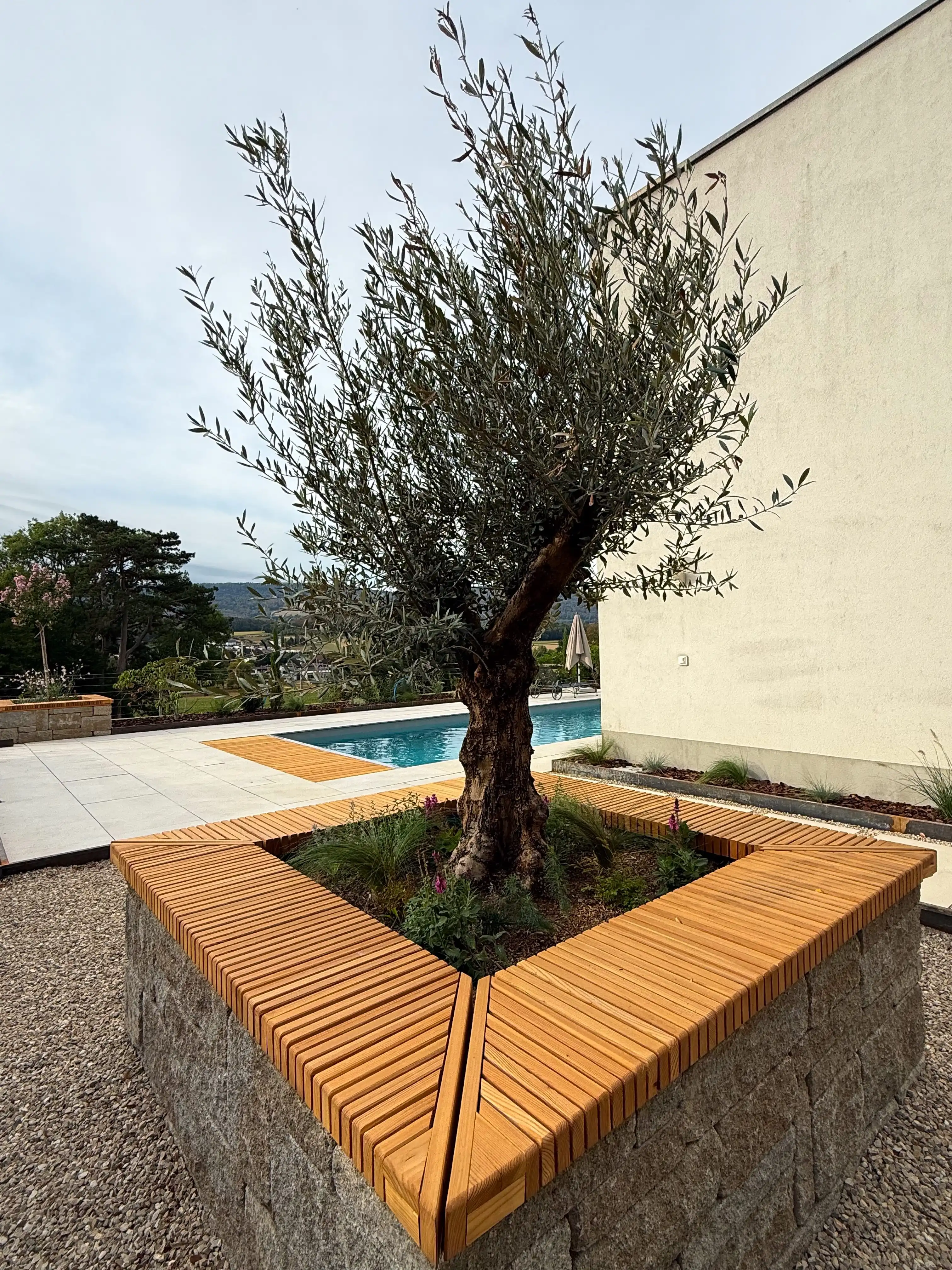 Olivier dans un bac en pierre coiffé de lattes de bois, gravier clair, piscine en arrière-plan