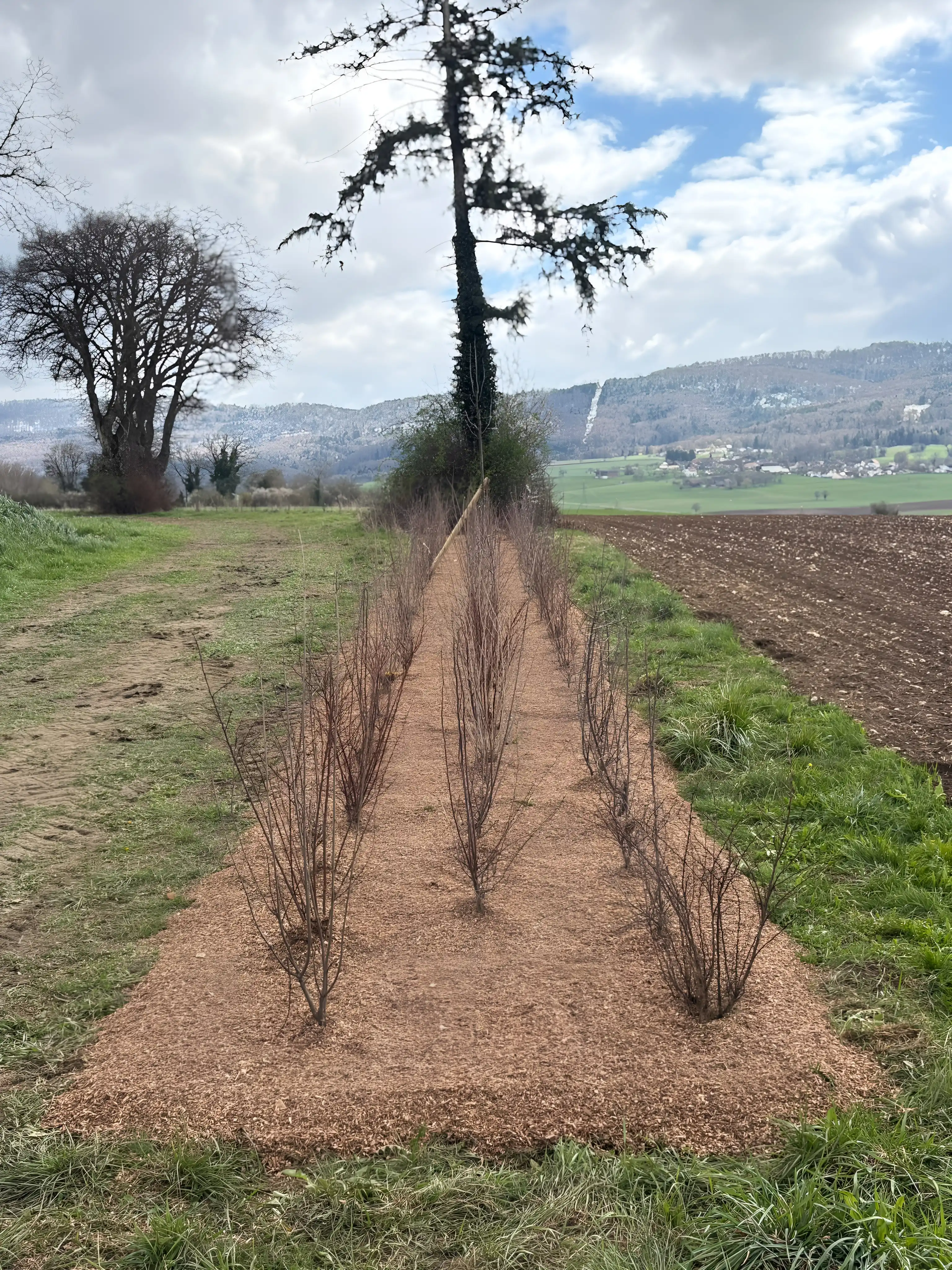 Jeune haie champêtre plantée et paillée en bord de champ, vieil arbre couvert de lierre