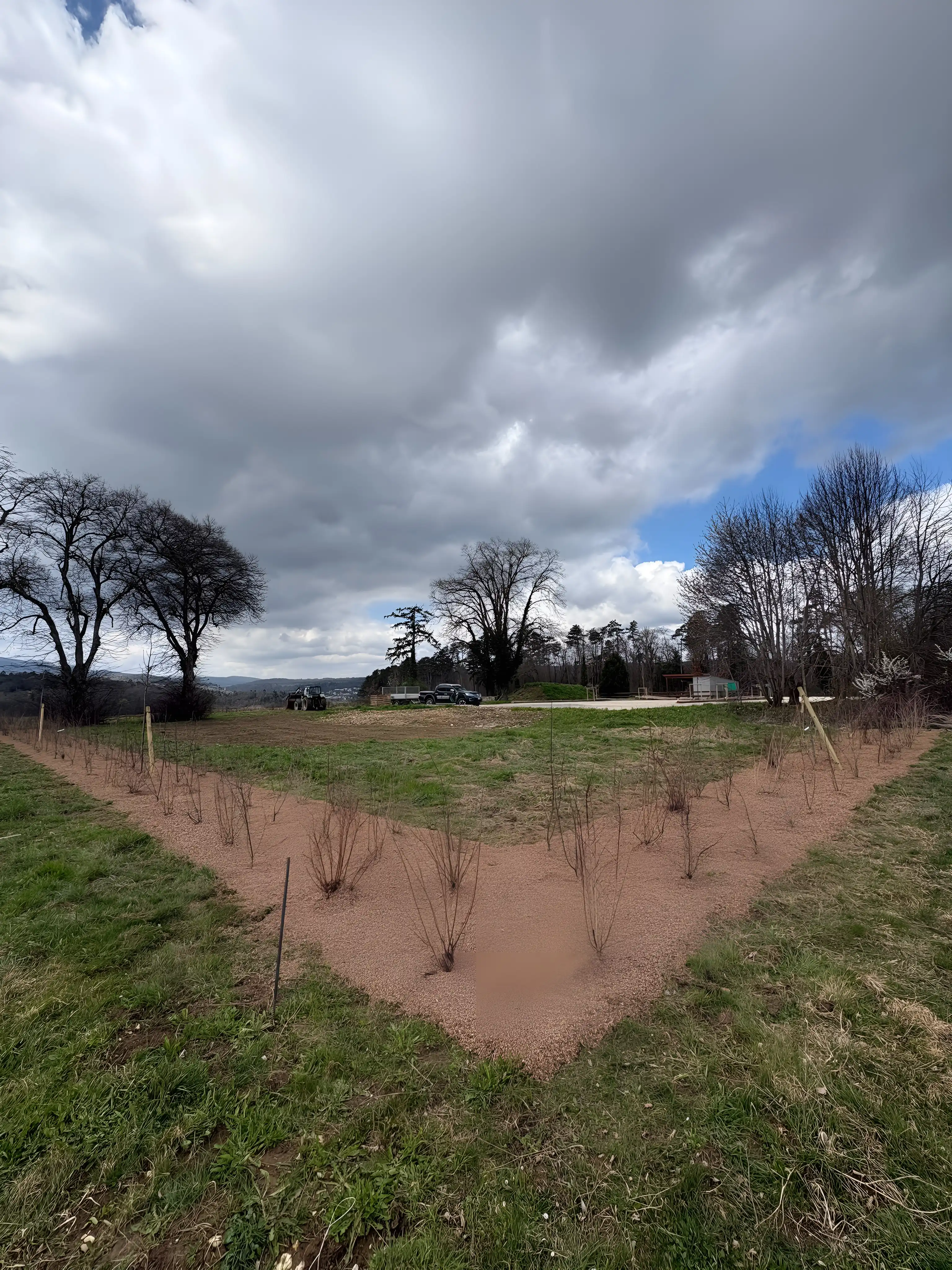 Plantation d'une haie en V dans un pré, jeunes plants paillés
