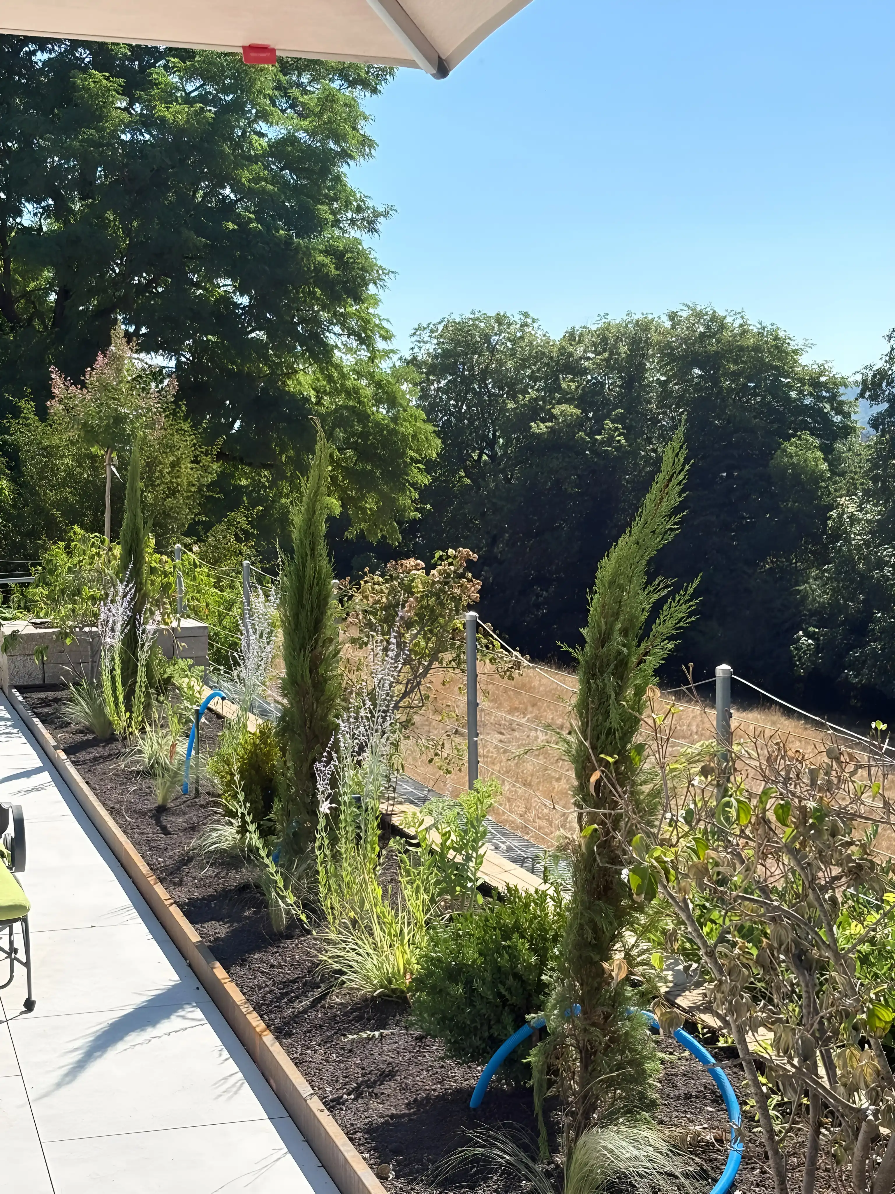 Plate-bande de cyprès et de graminées le long d'une terrasse en grandes dalles, bordure en acier