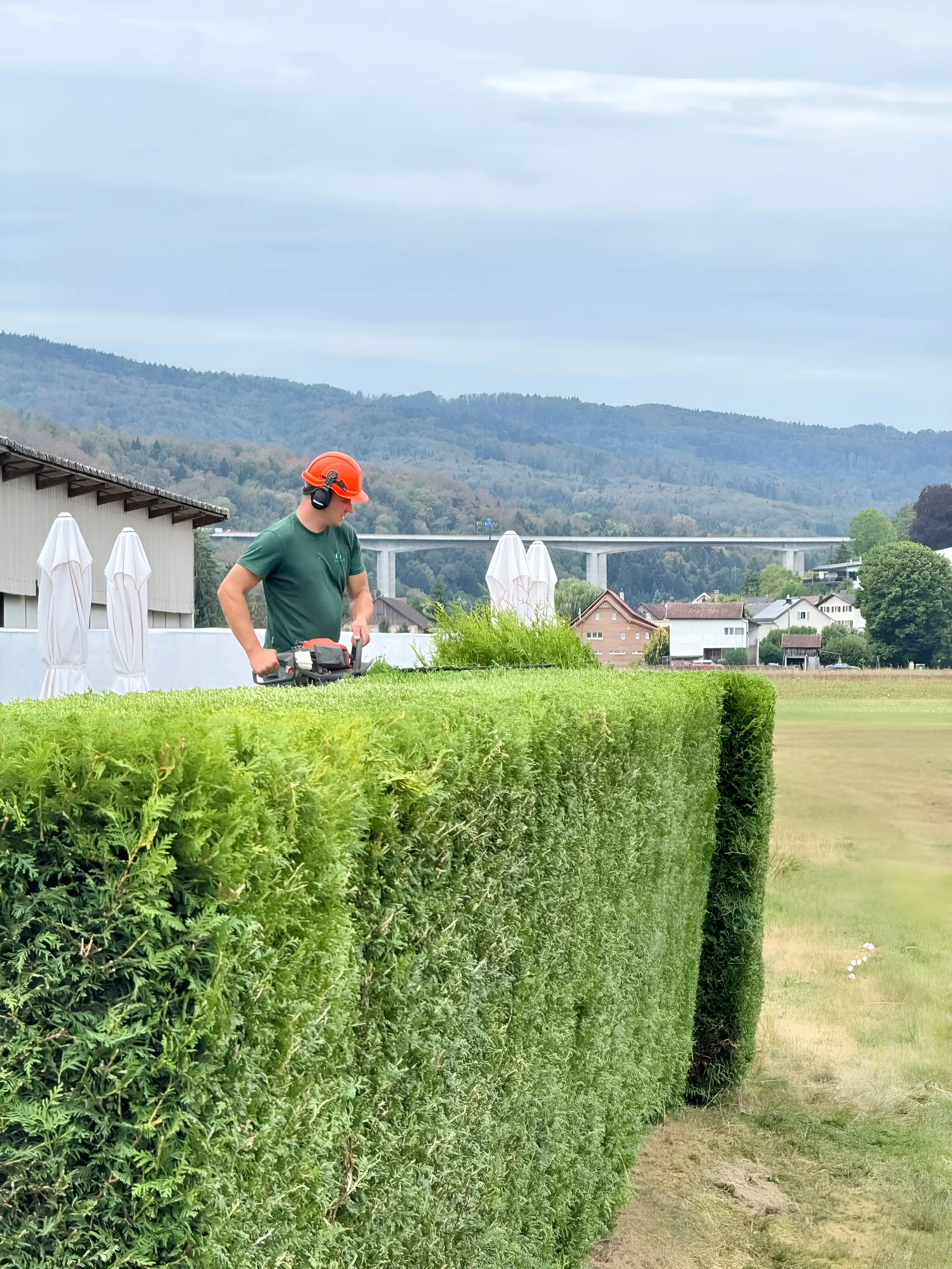 Taille d'une haie de thuyas au cordeau, collines et viaduc en arrière-plan