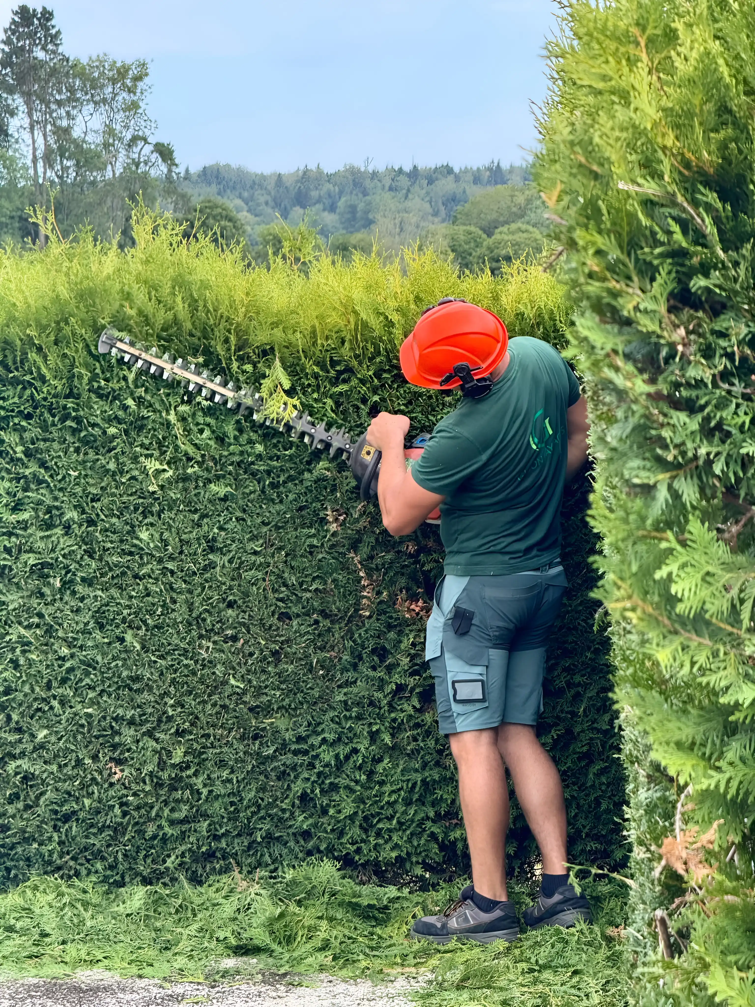 Taille d'une haie de thuyas au taille-haie, casque de protection orange
