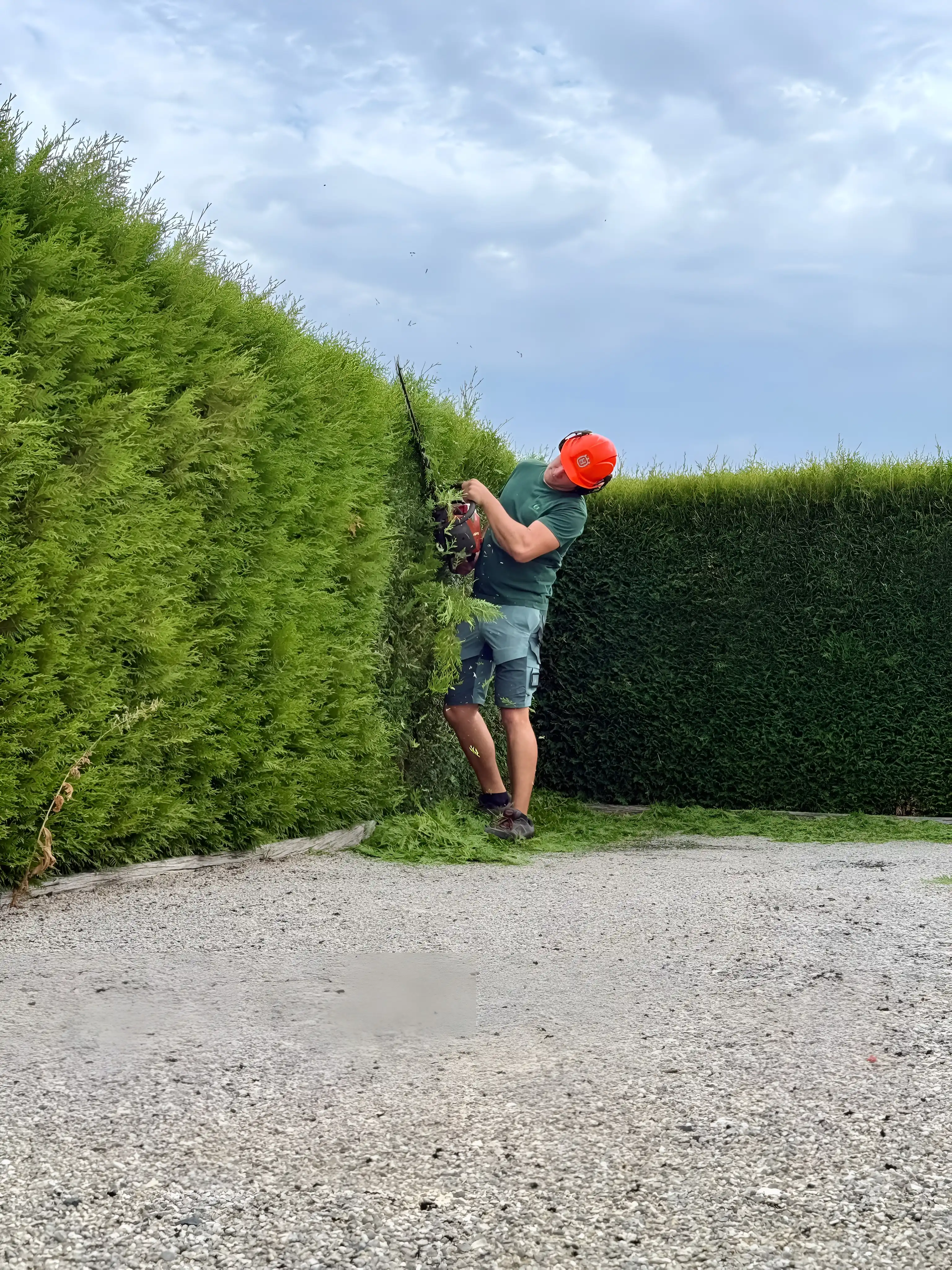 Taille d'une haute haie de thuyas